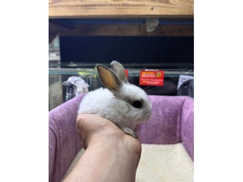 Cüce netherland dwarf tavşanlar