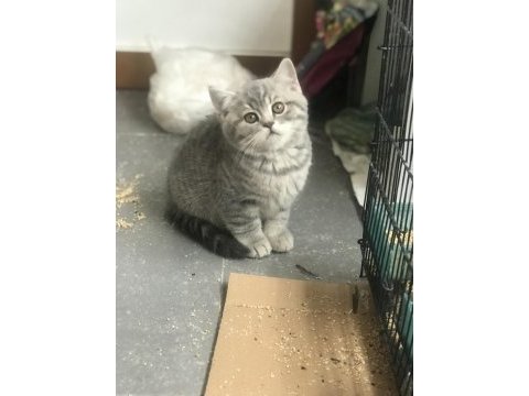 2 erkek 1 dişi 65 günlük british shorthair yavruları
