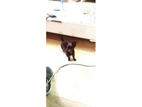 Görüşülür chihuahua