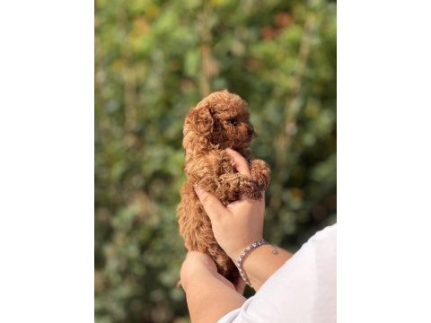 Çiş eğitimli sağlık garantili aşılı toy poodle 
