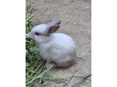 Renk cücesi tavşan