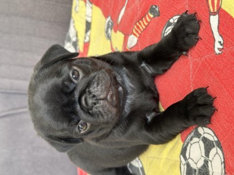 A kalitesi pug yavrularım