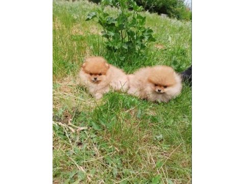 Teddy surat pomeranian boo yavrularımız her ile teslim