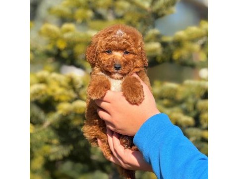 3 aylık toy poodle erkek yavru