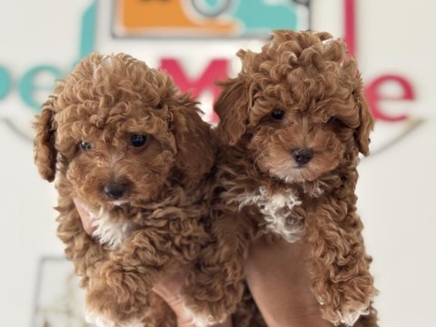 Petmode köpek çiftlğinde ziyarete açık kore maltipoo