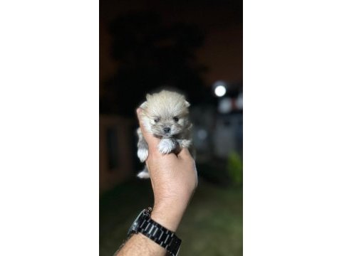 Sağlık ve ırk garantili pomeranian yavrularımız 