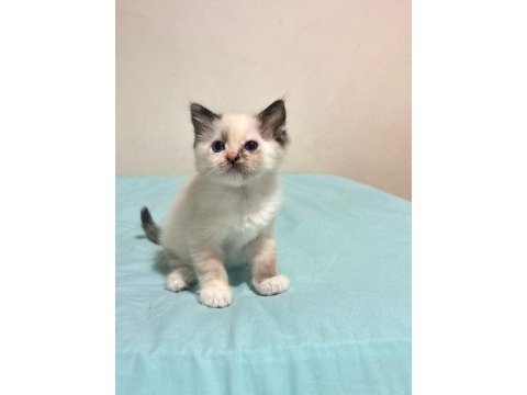 Şecereli şampiyon anne babanın ragdoll bebeklerı
