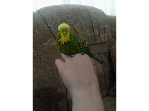 Jumbo çift muhabbet kuşu