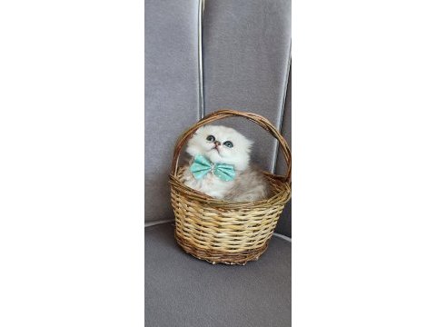 Scottish fold erkek