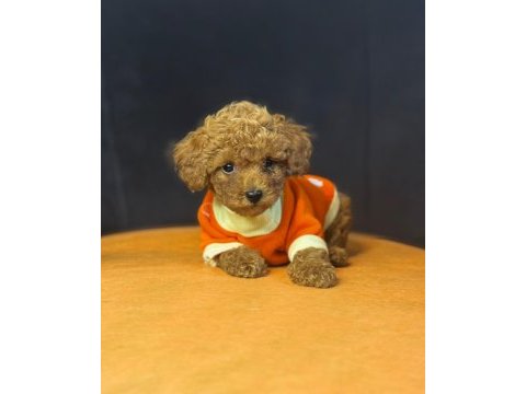 Toy poodle bebekler