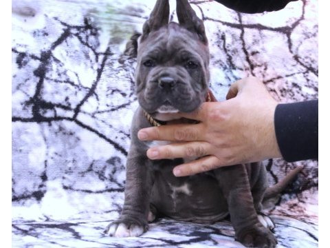 Fcı-kıf şecereli safkan cane corso köpekler