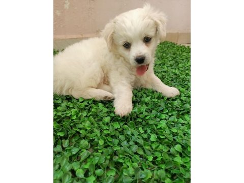 Maltipoo yavrusu