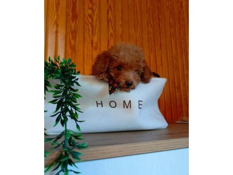 Poodle ayarı maltipoo yavrularımız uygun