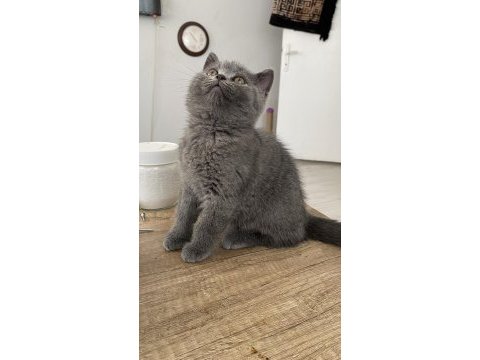British shorthair kitten