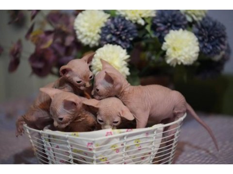 Safkan sphynx yavrular