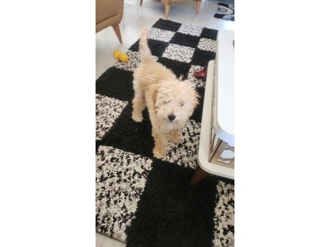 Maltese 4 aylık oğlumuz