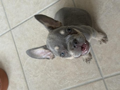 Mükemmel anatomi french bulldog