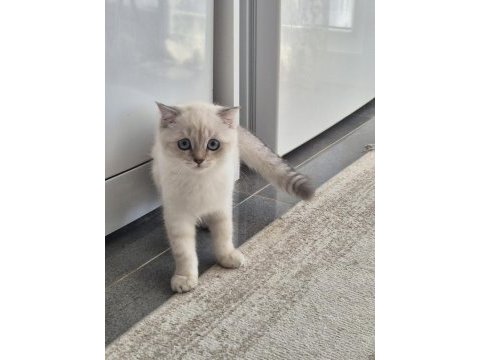 Tatlı minik kedilerim
