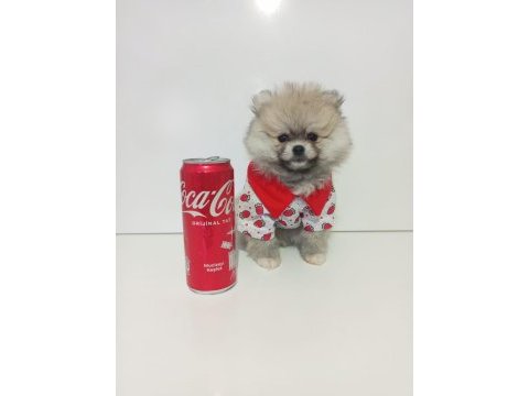 A kalite pomeranian yavruları