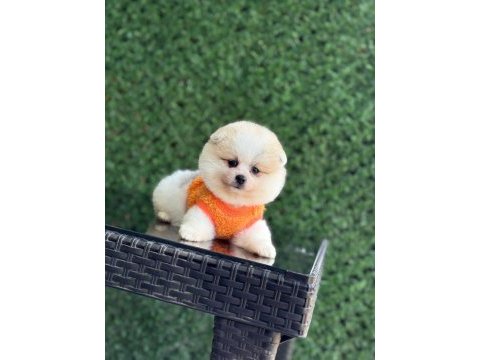 Sağlık ve ırk garantili pomeranian