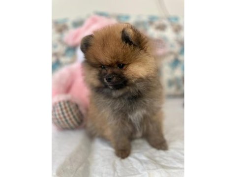 Pomeranian boo ile spitz kırma yavrular 2,5 aylık