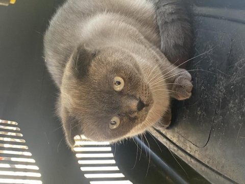 Scottish fold dişi kedimiz yeni yuvasını arıyor