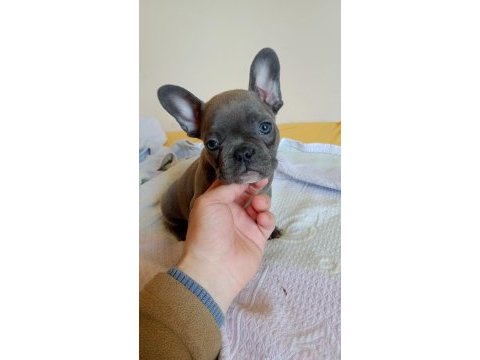 A kalite french bulldog yavrular