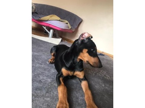 4 aylık doberman yavrusu