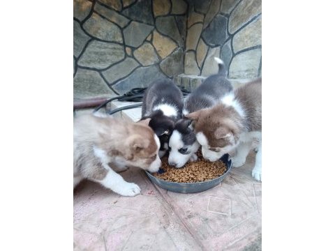 2 aylık husky yavruları