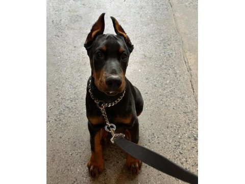 A kalite estetikli çok çok uyguna doberman yavrular