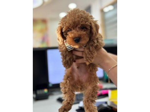 Muazzam kore poodle