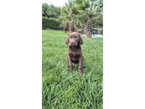 Ruhsatli çiflikten özel labrador yavruları istanbul