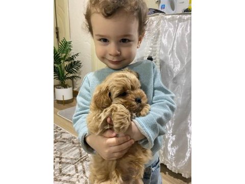 Bazı sebeplerden dolayı vereceğim maltipoo