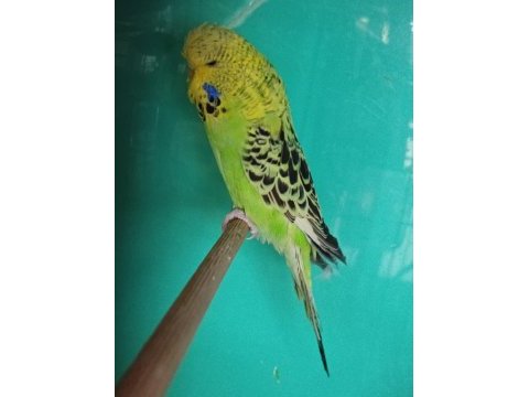 Jumbo muhabbet kuşu yavru