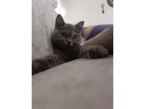 Gri dişi british shorthair