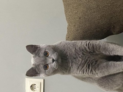 1 yaşında uygun british shorthair sahiplendirme dişi