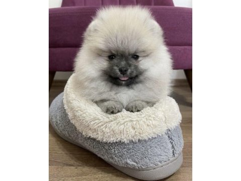Teddy bear üst kalite pomeranian boo erkek prens