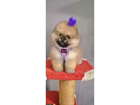 Teacup kız pomeranian