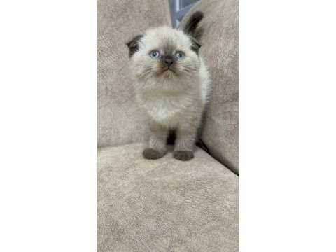 Show kalite çikolata point minik ayı kedimiz