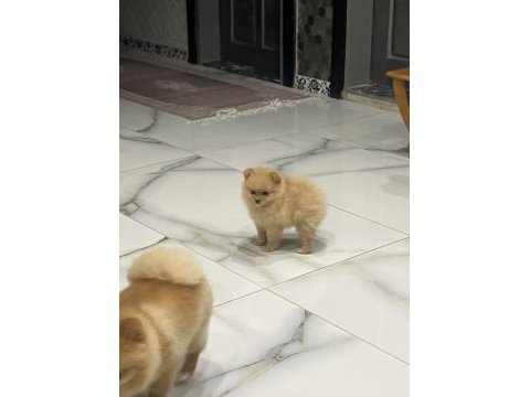 50 günlük erkek pomeranian kendi yavrumuz