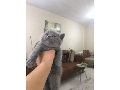 British shorthair (erkek)