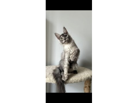 Black silver güzeli ıce maine coon