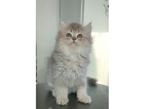 British longhair kedilerim