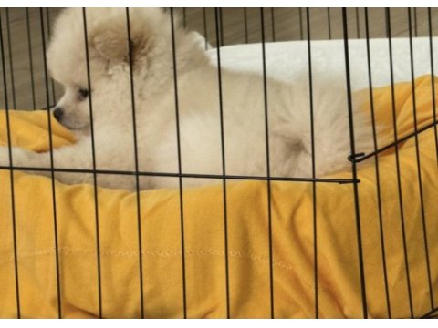 Köpeğimiz için daha önceden bakanlar lütfen iletişime geçsin