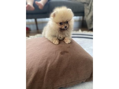 3 aylık minik pomeranian yavrumuz