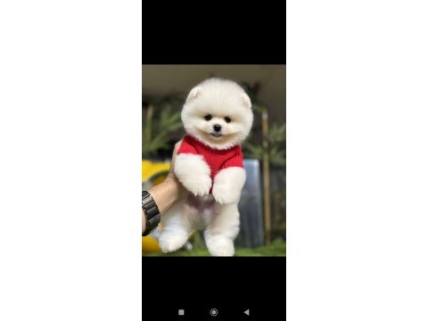 Pomeranian boo yavruları tuvalet eğitimi başlanmış