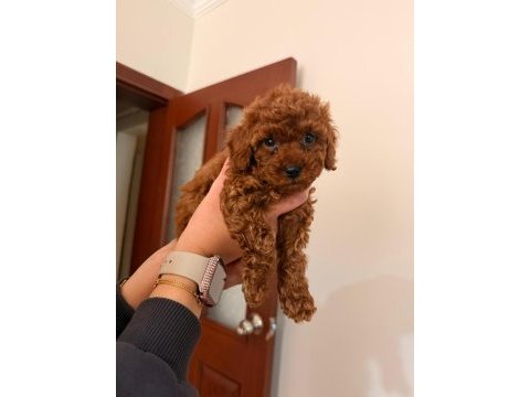 Mikro çip takılıp verilecek poodle