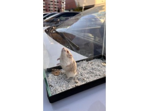 Gonzales hamster