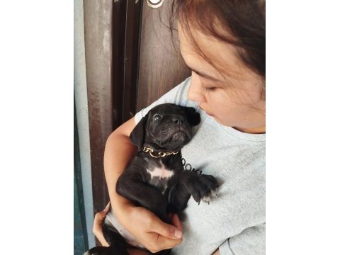 Cane corso yavrularımız çiftliğimızden