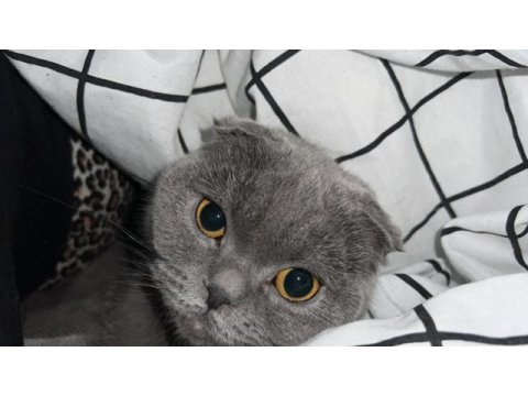 Sevimli bir scottish fold kız